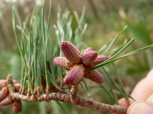{Pinus glabra}